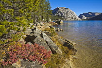 Granite boulders on shore of alpine lake, Tenaya Lake, Yosemite National Park, California