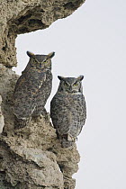 Great Horned Owl (Bubo virginianus) pair on calcium tufa formation, Mono Lake, California