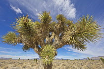 Joshua Tree (Yucca brevifolia) in desert, Eagle Valley Reservoir, Nevada