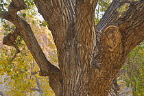 Cottonwood (Populus sp) trunk, Utah