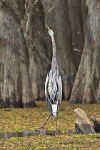 Great Blue Heron (Ardea herodias) in swamp with Bald Cypress (Taxodium distichum) trees, Caddo Lake State Park, Texas