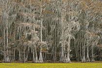 Bald Cypress (Taxodium distichum) trees with Spanish Moss (Tillandsia usneoides) in swamp, Caddo Lake State Park, Texas