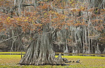 Bald Cypress (Taxodium distichum) trees with Spanish Moss (Tillandsia usneoides) in swamp, Caddo Lake State Park, Texas