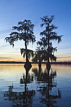 Bald Cypress (Taxodium distichum) trees with Spanish Moss (Tillandsia usneoides) in lake, Lake Martin, Louisiana