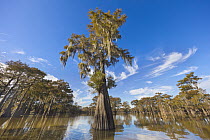 Bald Cypress (Taxodium distichum) trees with Spanish Moss (Tillandsia usneoides) in lake, Henderson Lake, Louisiana