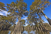 Bald Cypress (Taxodium distichum) trees with Spanish Moss (Tillandsia usneoides) in lake, Henderson Lake, Louisiana