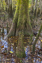 Dwarf Cypress (Taxodium sp) trees in swamp showing cypress knees, Congaree National Park, South Carolina