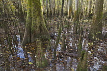 Dwarf Cypress (Taxodium sp) trees in swamp showing cypress knees, Congaree National Park, South Carolina