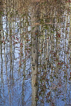 Dwarf Cypress (Taxodium sp) trees reflected in water, Pine Tree Creek, Goodale State Park, South Carolina