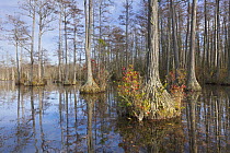 Dwarf Cypress (Taxodium sp) trees, Pine Tree Creek, Goodale State Park, South Carolina