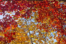 Maple (Acer sp) trees in autumn, Chapel Hill, North Carolina