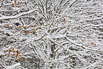 Sugar Maple (Acer saccharum) tree with snow, Hurley, New York