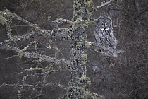 Great Gray Owl (Strix nebulosa), Sax-Zim Bog, Minnesota