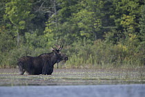Moose (Alces alces andersoni) bull feeding in lake, Minnesota