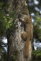 Red Squirrel (Tamiasciurus hudsonicus) climbing Northern White Cedar (Thuja occidentalis), Grand Marais, Minnesota