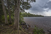 Northern White Cedar (Thuja occidentalis) trees at lake during storm, Minnesota