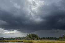 Black Spruce (Picea mariana) trees in bog during storm, Minnesota