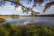 Taiga and lake at sunset, Grand Marais, Minnesota