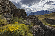 Wildflowers and mountain range, Cordillera Paine, Torres del Paine National Park, Chile