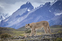 Mountain Lion (Puma concolor) and mountains, Cordillera Paine, Torres del Paine National Park, Chile