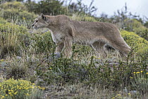 Mountain Lion (Puma concolor) hunting, Torres del Paine National Park, Chile