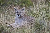 Mountain Lion (Puma concolor), Torres del Paine National Park, Chile