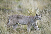 Mountain Lion (Puma concolor), Torres del Paine National Park, Chile