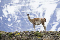 Guanaco (Lama guanicoe) near mountains, Cordillera Paine, Torres del Paine National Park, Chile