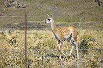 Guanaco (Lama guanicoe) cria stuck behind ranch fence, Torres del Paine National Park, Chile