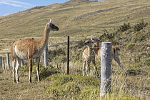 Guanaco (Lama guanicoe) mother looking at crias stuck behind ranch fence, Torres del Paine National Park, Chile