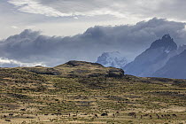 Guanaco (Lama guanicoe) herd grazing near mountains, Torres del Paine National Park, Chile