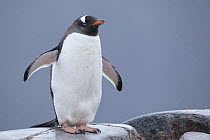 Gentoo Penguin (Pygoscelis papua) wet from rain due to climate change, Antarctica