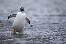 Gentoo Penguin (Pygoscelis papua) wading, Antarctica