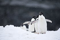 Adelie Penguin (Pygoscelis adeliae) group in snowfall, Antarctica