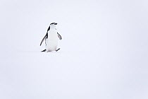 Chinstrap Penguin (Pygoscelis antarctica) on snow, Antarctica