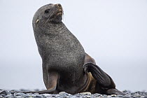 Antarctic Fur Seal (Arctocephalus gazella) female scratching herself, Antarctica