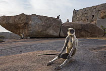 Hanuman Langur (Semnopithecus entellus) and Bonnet Macaques (Macaca radiata), Hampi, Karnataka, India