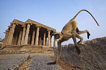 Hanuman Langur (Semnopithecus entellus) male running near temple, Hampi, Karnataka, India