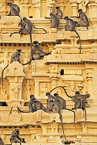 Hanuman Langur (Semnopithecus entellus) group on temple, Virupaksha Temple, Hampi, Karnataka, India