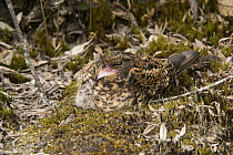 Swallow-tailed Nightjar (Uropsalis segmentata) female in defensive posture on nest, South America