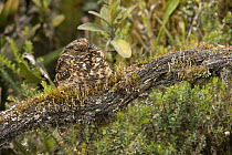 Swallow-tailed Nightjar (Uropsalis segmentata) female on nest, South America