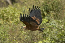 Black-collared Hawk (Busarellus nigricollis) flying, South America