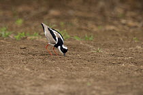 Pied Lapwing (Vanellus cayanus) foraging, South America
