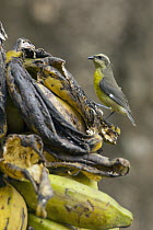 Bananaquit (Coereba flaveola) on Banana (Musa sp) fruit, South America
