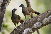 Speckled Chachalaca (Ortalis guttata) pair, South America