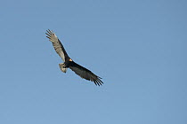Lesser Yellow-headed Vulture (Cathartes burrovianus) flying, South America