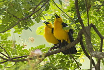 Oriole Blackbird (Gymnomystax mexicanus) pair courting, South America