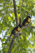 Chestnut-eared Aracari (Pteroglossus castanotis) pair calling, South America