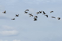 Black-bellied Whistling Duck (Dendrocygna autumnalis) and White-faced Whistling-Duck (Dendrocygna viduata) flock flying, Colombia