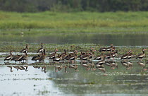 Black-bellied Whistling Duck (Dendrocygna autumnalis) and White-faced Whistling-Duck (Dendrocygna viduata) flock in wetland, Colombia